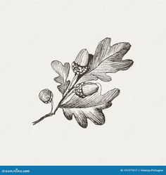 the branch of an oak tree with leaves and berries on it, vintage engraved engraving style