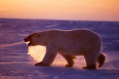 a polar bear is walking in the snow at sunset with its mouth open and it's tongue out