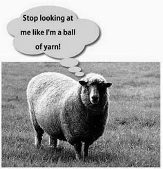 a black and white photo of a sheep with a thought bubble saying stop looking at me like i'm a ball of yarn