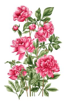 a bunch of pink flowers with green leaves on a white background, in an illustration