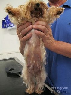 a man holding a small dog in his hands