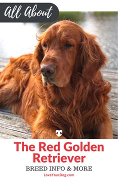 the red golden retriever breed info & more is featured in this ad for all about dogs