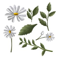 various flowers and leaves on a white background