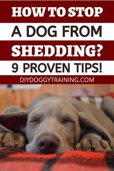 a dog sleeping on top of a blanket with the words how to stop a dog from shedding 9 proven tips