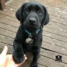 a black puppy sitting on top of a wooden floor next to a person's hand