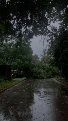 a street that has fallen over and trees on it