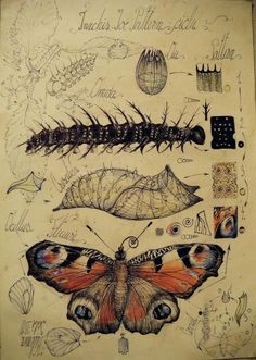 an old book with drawings and pictures of moths, caterpillars and other insects