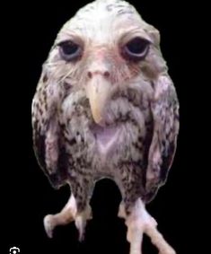 an owl is standing on its hind legs with it's mouth open and eyes wide open