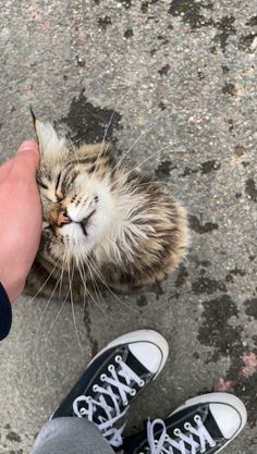 a cat is being petted by someone's hand while standing on the ground