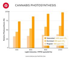 #cannabis #marijuana #weed #thc #cbd #420 #cannabisculture #cannabiscommunity #hemp #smoke #pot #bong #joint #highlife #cannabislifestyle #cannabisindustry #weedporn #growyourown #cannabisgrowing #cannabislove #cannabisheals #cannabisart #edibles #dabs #vaporize #bongrips #dailytoke #cannabisphotography #cannabiscup #concentrates #marijuanamemes #stonned #highsociety #weedstagram #cannabisnews #cannabislegalization #cannabisactivism #cannabisgirl #cannabisadvocate #budtenderlife #cannabisaccessories Photosynthesis, High Society, High Life