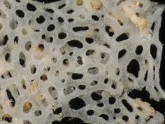 an animal's cell is shown in this close up photo, with black dots on the skin