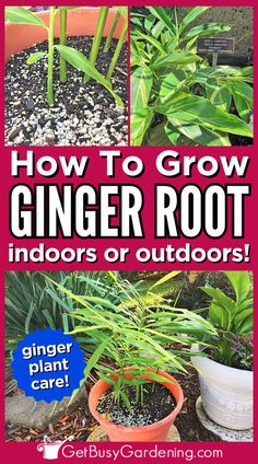 a potted ginger plant growing in a yard with bright green foliage Growing Herbs At Home, Growing Ginger, Ginger Plant, Ginger Root, Growing Herbs, Pest Control, Plant Care, Soil, Ginger