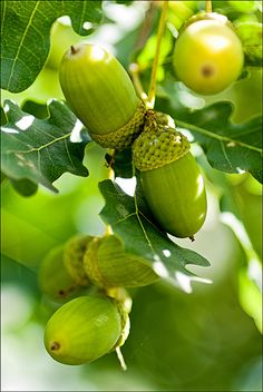 some green fruit hanging from a tree branch