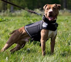 Rednose pitbull standing in grass with weighted dog vest Pitbull Names, Pitbull Training, Black Pitbull, Dog Exercise