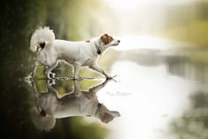 a small white dog standing on top of a body of water