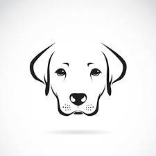 a dog's face on a white background