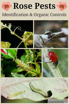 the cover of rose pests identification and organic control book, with pictures of various insects