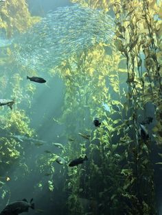 an aquarium filled with lots of different types of plants and fish swimming in the water