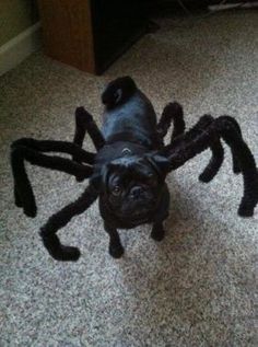 a small black dog standing in front of a large spider