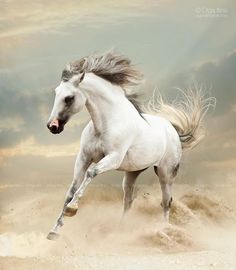 a white horse is running in the sand