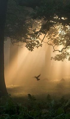 a bird flying through the air in front of trees on a foggy forest floor