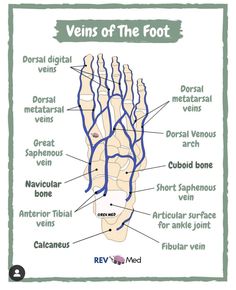 the anatomy of the foot and its major vessels, labeled in blue on a white background