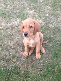 a brown puppy sitting on top of a lush green field