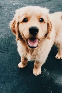 a brown dog standing on top of a wet ground