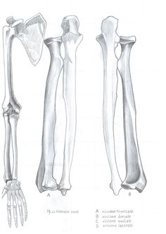 three different views of the bones of an arm and leg, from top to bottom