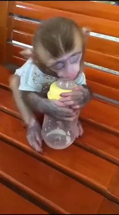 a baby monkey sitting on top of a wooden bench drinking from a sippy cup