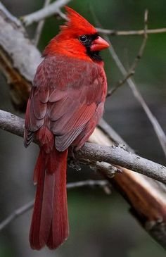 a red bird sitting on top of a tree branch