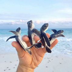 three baby sea turtles being held in front of the ocean