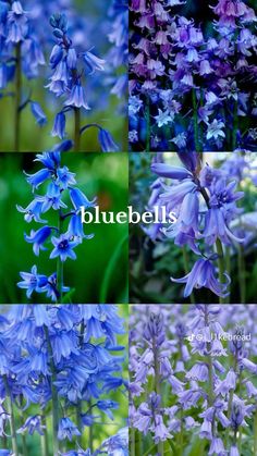 bluebells are the most beautiful flowers in the world