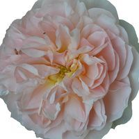 a large pink flower on a white background