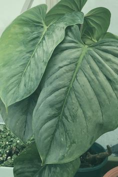 a large green leafy plant sitting on top of a window sill next to potted plants