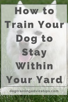 How To Train Your Dog To Stay Within Your Yard... Bull Whip, Training Dogs