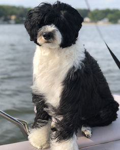 a black and white dog sitting on top of a boat