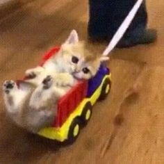 a small kitten riding on top of a toy train