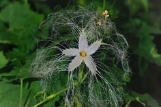 a white flower with yellow center surrounded by green leaves