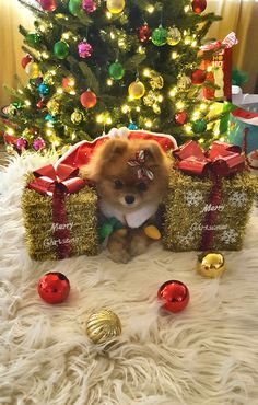 a small dog sitting in front of a christmas tree