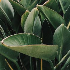 large green leaves are in the middle of a plant with brown stems and white tips