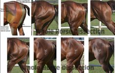 several pictures of horses with different markings on their body and back, including the tail