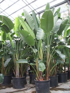 several potted plants are lined up in a greenhouse