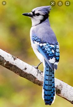 a blue and white bird sitting on top of a tree branch