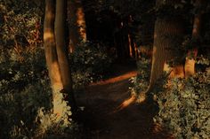 a path in the woods at night with light shining through trees and bushes on both sides