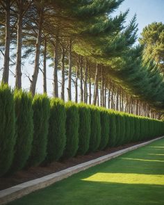 a row of trees next to a lush green field