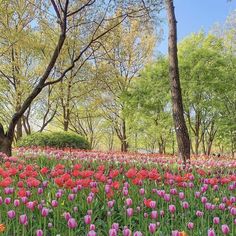 a field full of pink and red tulips in the middle of a forest