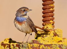 a small bird sitting on top of a rusted metal structure with yellow and blue flecks