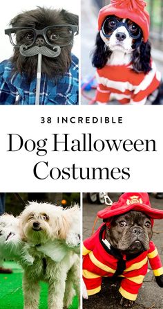 three different dogs wearing costumes with the words 3 incredible dog halloween costumes