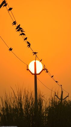 many birds are sitting on the power lines at sunset